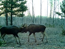 Фотоловушка засняла драку лосей в лесу в Нижегородской области
