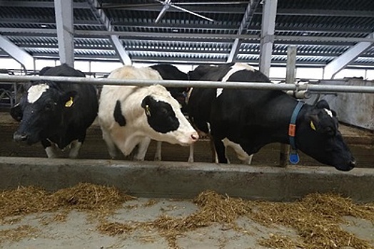 Подмосковье и Тульская область обменялись опытом в молочном животноводстве