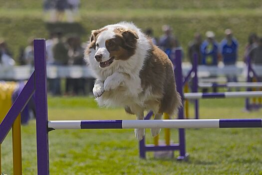 Аджилити для собак: что важно знать хозяевам четвероногих чемпионов