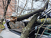 В Москве сильный ветер повалил деревья