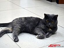 В Курске открылась экспозиция картин, написанных котом
