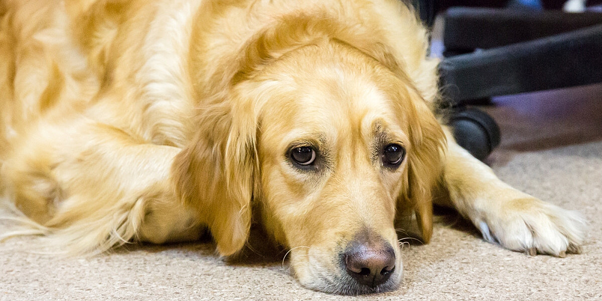 Кинолог предупредил владельцев собак о неочевидных угрозах для животного в доме