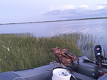 Браконьеры из Нижневартовска заплатят более 3 миллионов за незаконную рыбалку на осетра