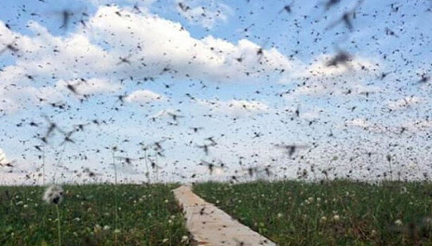 Никакие фумигаторы не помогут: жители Воронежской области спасаются от нашествия миллиардов комаров