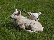 Подорожание азотных удобрений коснулось и туманного Альбиона