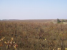 Минсельхоз: введем в оборот 200 тыс. га земли в год