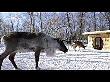 Туристический проект "Поехали" открыл для самарцев  "Зимнюю сказку"