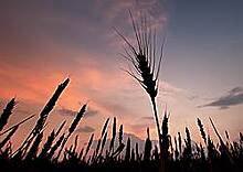 Пшеницу побило рублем