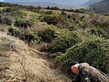 Ущерб от вырубки можжевельника под Севастополем оценили в 35 млн рублей