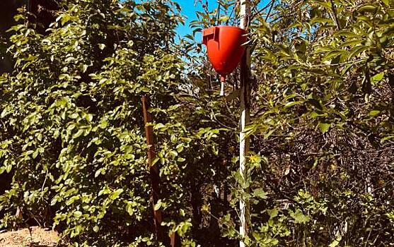 Суд в Курске отказал дачнице из СНТ Икар в иске к соседке из-за забора и деревьев