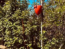 Суд в Курске отказал дачнице из СНТ Икар в иске к соседке из-за забора и деревьев