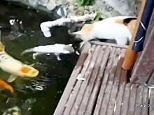 Владелец кошачьего семейства снял спасение котёнка из водоёма с карпами