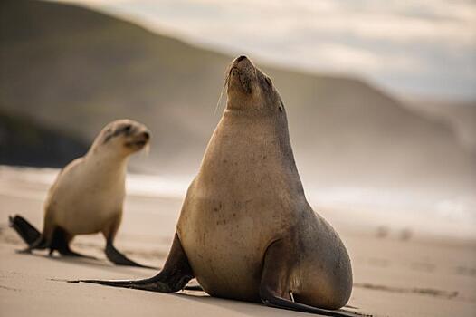 На юге Новой Зеландии закрыли оживленную трассу — рядом поселилась самка морского льва с детенышем