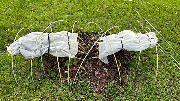 Жителям средней полосы рассказали, какие растения надо укрыть на зиму