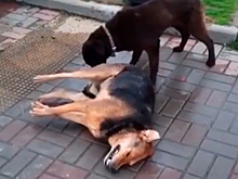 Стало известно о массовых отравлениях собак в центре популярного курорта России