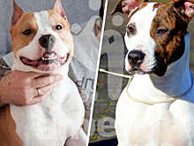 Под Калининградом два стаффордширских терьера покусали младенца и сломали ему ногу