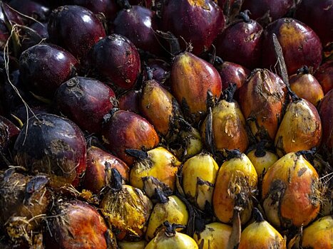 Нутрициолог объяснила, когда пальмовое масло безвредно