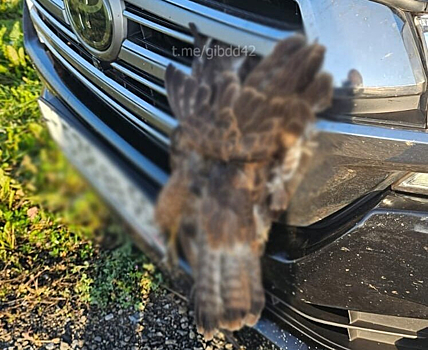 Автомобилисты сбили почти 250 животных в Кузбассе с начала года