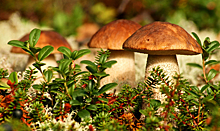 Эксперт рассказал об опасности съедобных грибов