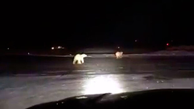 На Аляске белые медведи пробрались на территорию аэропорта
