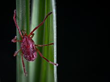 Инфекционист Прохорова: при укусе клеща нужно сдать его на анализ