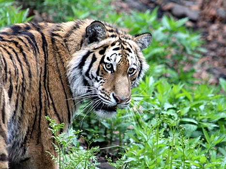 Amur Mash: мужчина в Приамурье наехал на тигра, напавшего на его жену