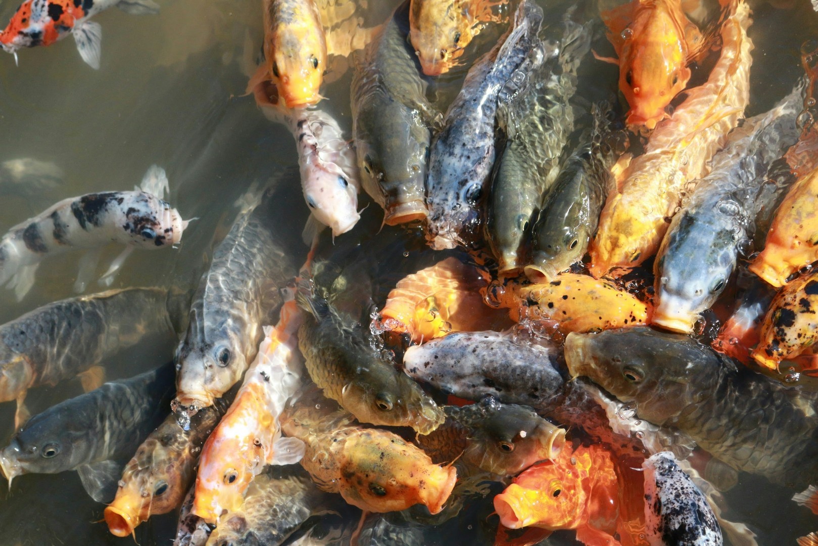 Новая методика автокормления повысит рыбопродуктивность прудов в Астрахани до 20 тонн