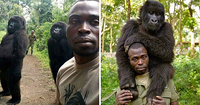 Африканский борец с браконьерами сделал селфи с гориллами