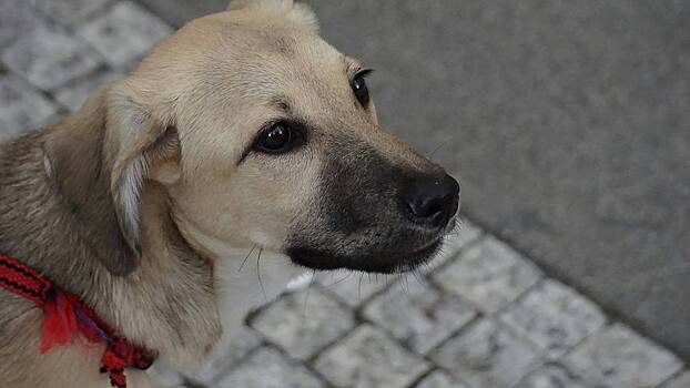 Домашняя собака напала на школьников в российском городе