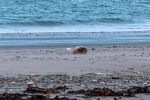 На берегу Атлантического океана обнаружили семь тысяч мертвых тюленей