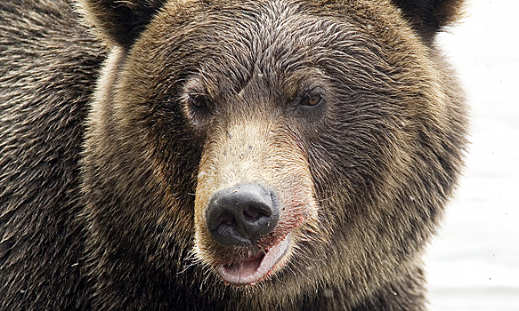 Россияне назвали медведя символом России