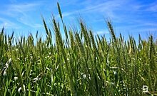 Татарстан экспортировал зерновых культур более чем на $16 миллионов