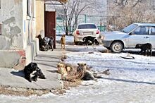 В Красноярске услуги по отлову собак выиграл благотворительный фонд