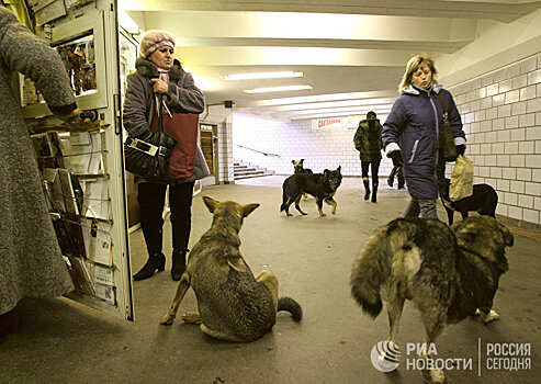 Шведы в ужасе: ученые усыпляют собак ради исследований (Postimees, Эстония)