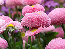 Выращивание маргариток многолетних в открытом грунте