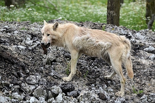 На Ямале за два месяца от нападений собак пострадали почти 200 человек