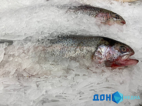 Крупный оптово-розничный рыбный рынок может появиться в Ростовской области