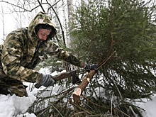 Елки-25: Откуда привозят хвойные деревья к Новому году