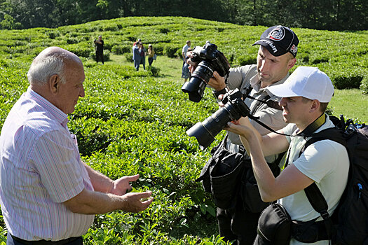 В Сочи собрали самый большой за последние годы урожай чайного листа