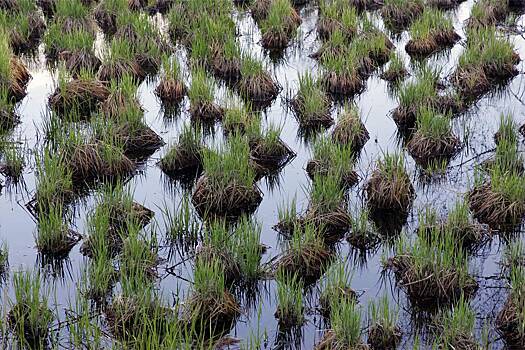 В российских болотах увидели угрозу