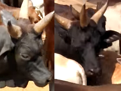 Трехрогую корову-мутанта обнаружили в Бразилии