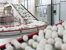 В Минсельхозе объяснили, почему дешевеют яйца и курица