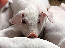 Тюменский департамент АПК оспорит выплату 111 миллионов свинокомплексу
