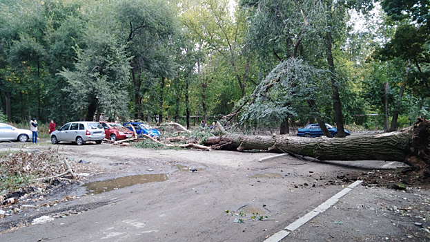 В Заводском районе Саратова дерево упало на припаркованные автомобили