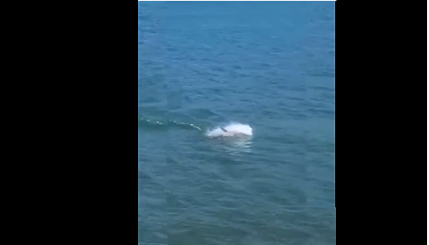 У берегов Новороссийска дельфин в погоне за рыбой устроил потрясающее представление