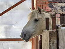 Кузбасский чиновник познакомил детей с конем