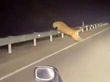 Mash: перепуганный тигр метался перед машиной в Хабаровском крае