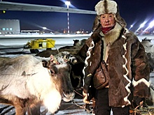 В Якутск самолетом привезли 18 ездовых оленей из Тикси