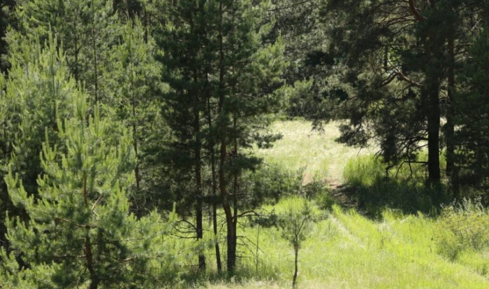 В Волгоградской области стартовали весенние лесокультурные работы