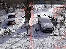 Россиянка отбилась от своры бродячих псов и попала на видео